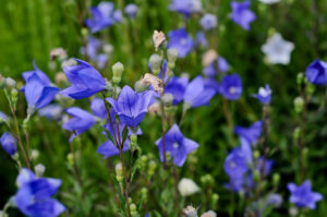 Blumenbild, Puzzle, Ballonblume, Download